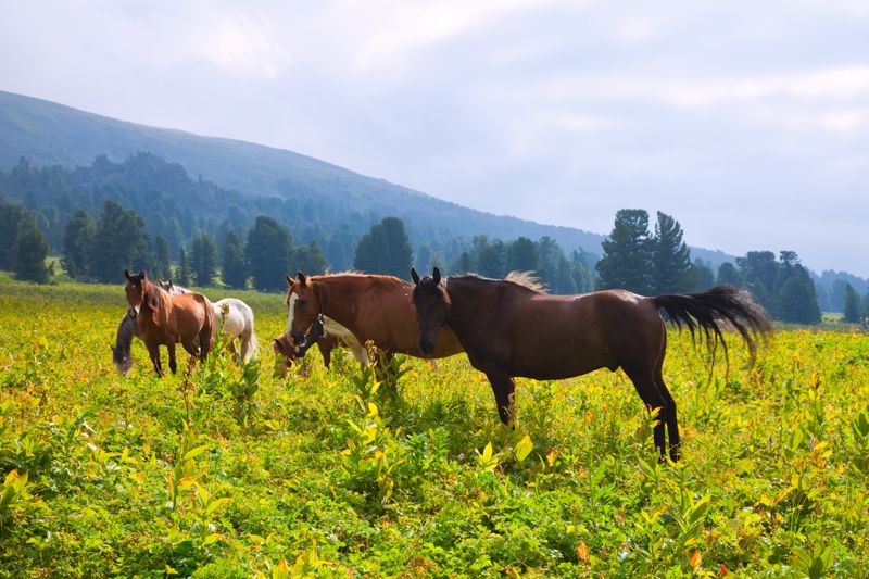 Воруют, забивают и продают: в МВД рассказали о новых случаях скотокрадства в Казахстане