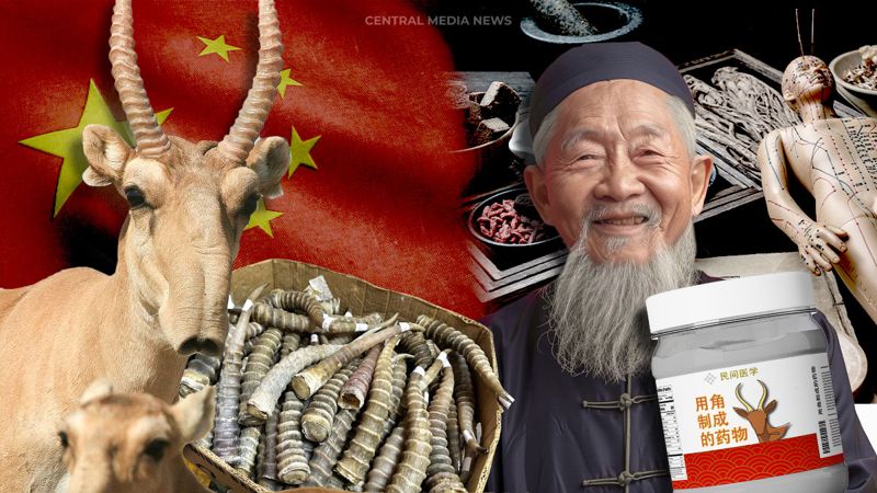 По рогам: Казахстан не против заработать на дериватах сайги, но есть нюансы