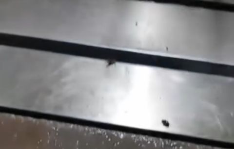 Тараканы на кухне: алматинский детский сад атаковали насекомые