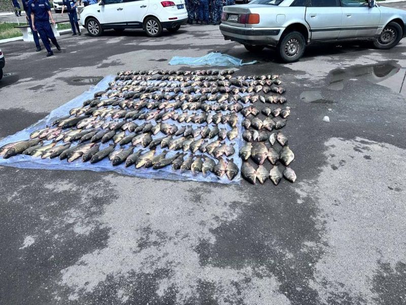 Судак вне закона: в Кызылорде вынесли приговор за экспорт рыбы на 254 млн