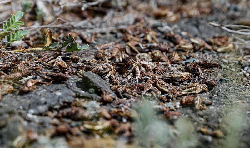 Жителя Астаны оштрафовали за ложную информацию о нашествии саранчи в Жамбылской области