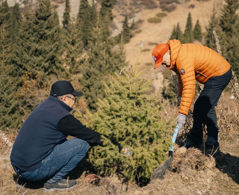 На Шымбулаке высадили тянь-шаньские ели