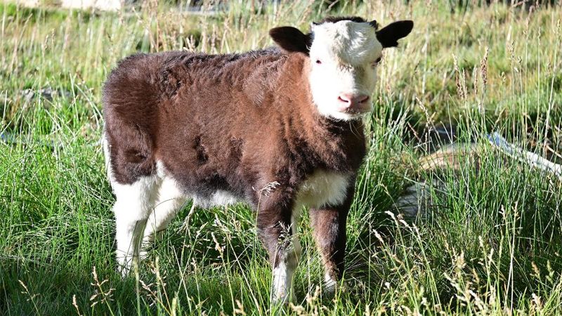 В Китае родился клонированный гибрид яка и коровы