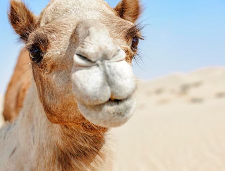 В Аральске спасали верблюда, угодившего в септик