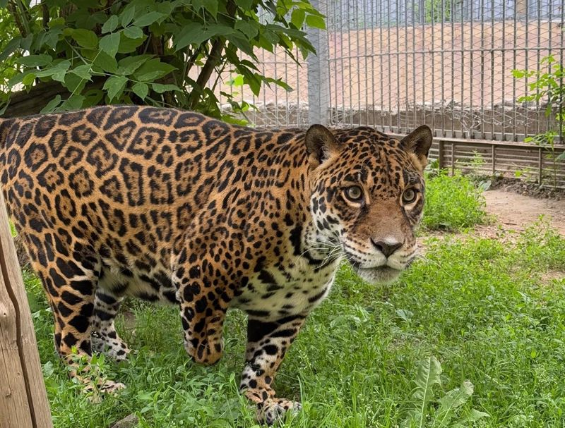 Ягуар без хвоста и лапы 18 лет живёт в алматинском зоопарке
