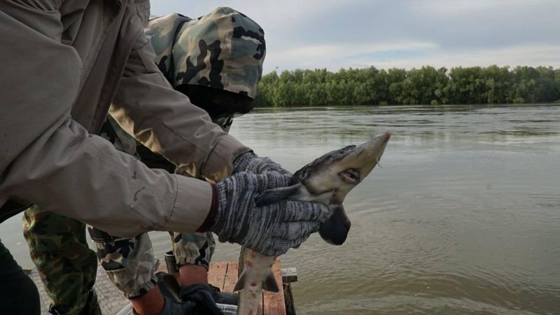 Молодь сибирского осетра выпустили в Чёрный Иртыш в ВКО