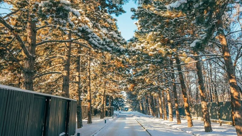 Ботанический сад Алматы закроют для посещений