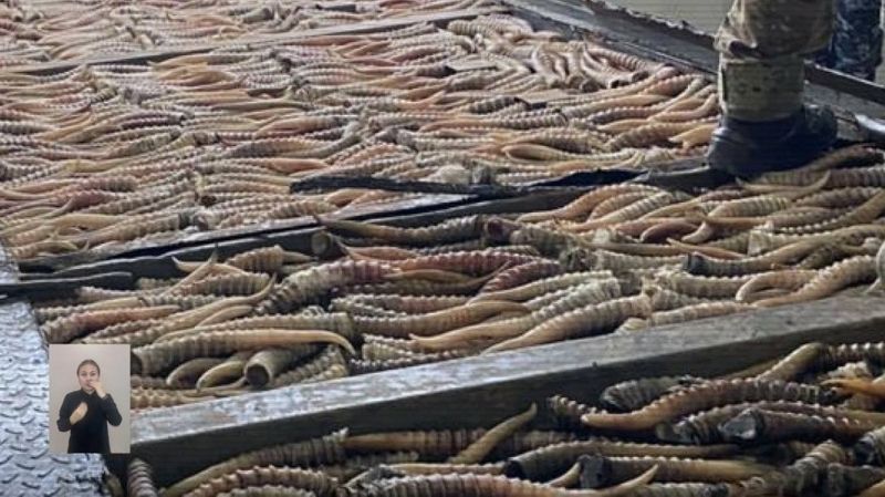 В Казахстане пресекли крупный канал контрабанды рогов сайги