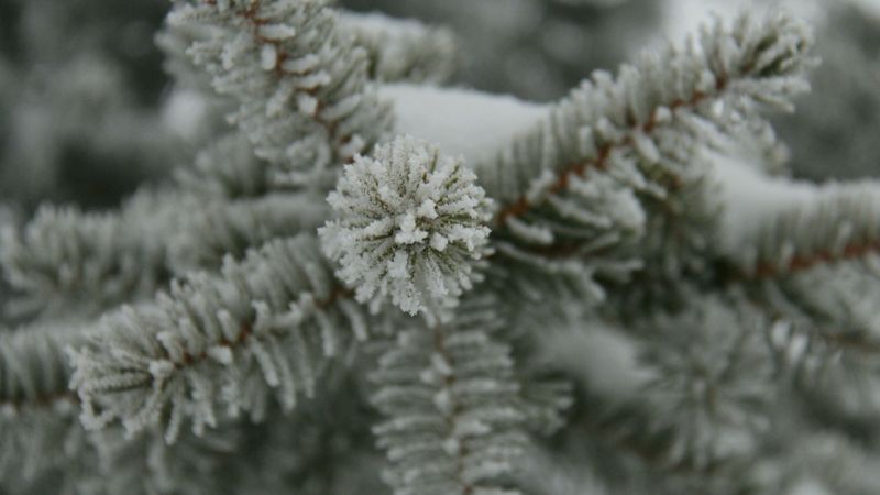 Новогодние ёлки готовы принимать в зоопарке Алматы 