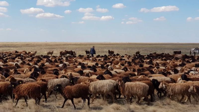 Казахстанские чабаны получат соцвыплаты при достижении 55 лет