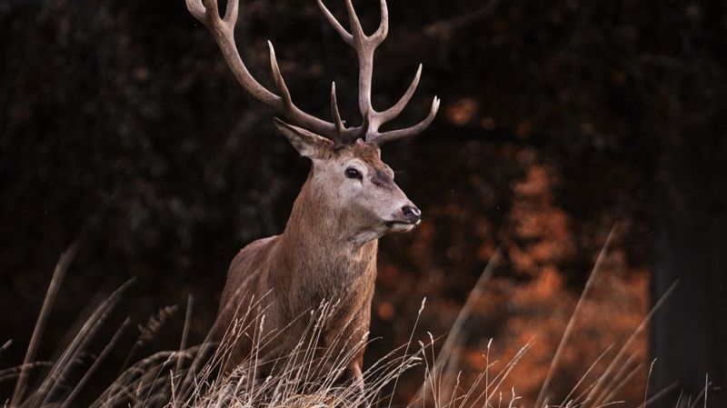 Четыре марала вернулись на волю в Карагандинской области

