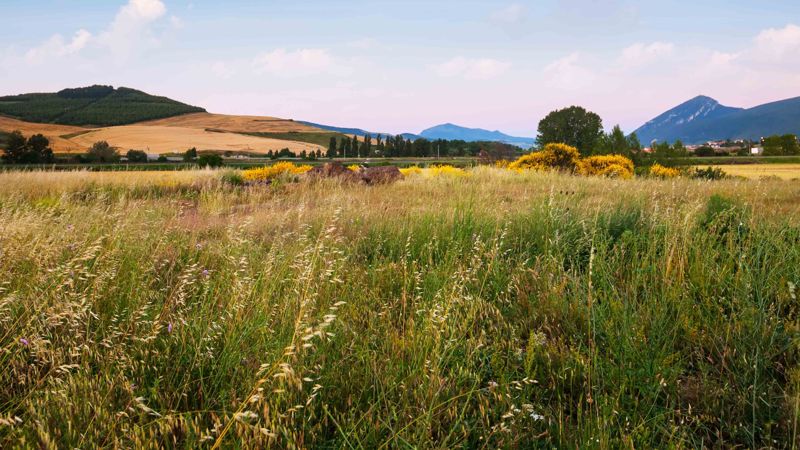 Только через конкурс: как будут передавать сельхозземли новым собственникам