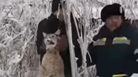 Рысь поймали в селе Костанайской области