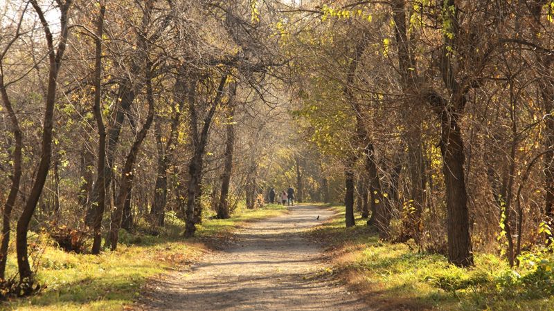 Когда закончат ремонт в роще Баума рассказали в акимате Алматы