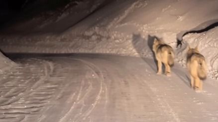 Марширующих по дороге волков сняли на видео в Усть-Каменогорске