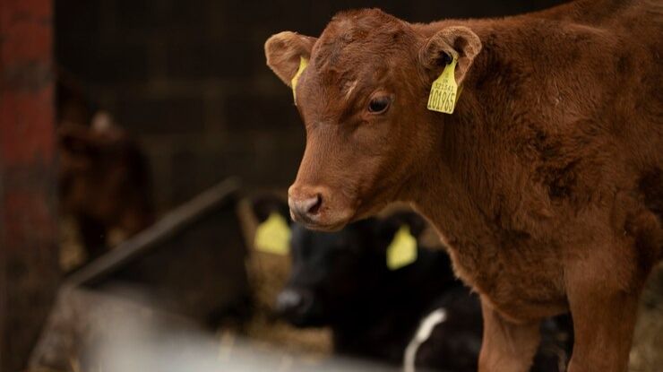 Минсельхоз прокомментировал видео о массовом уничтожении скота