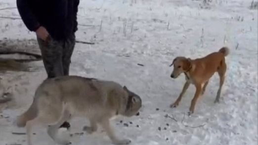 Волк на цепи: полиция отреагировала на в жестоком обращении с животным