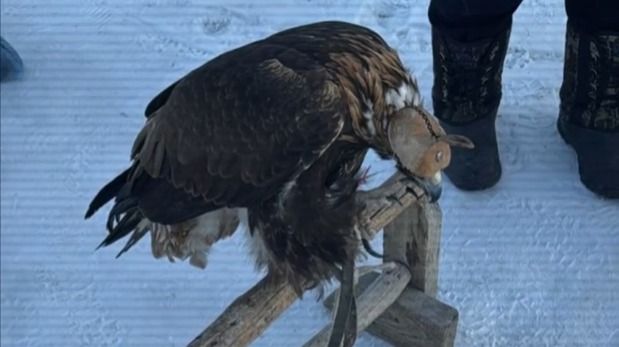 40 краснокнижных птиц изъяли у браконьеров в Павлодарской области