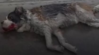 В Алматы женщина остановила машину, которая тащила собаку на цепи