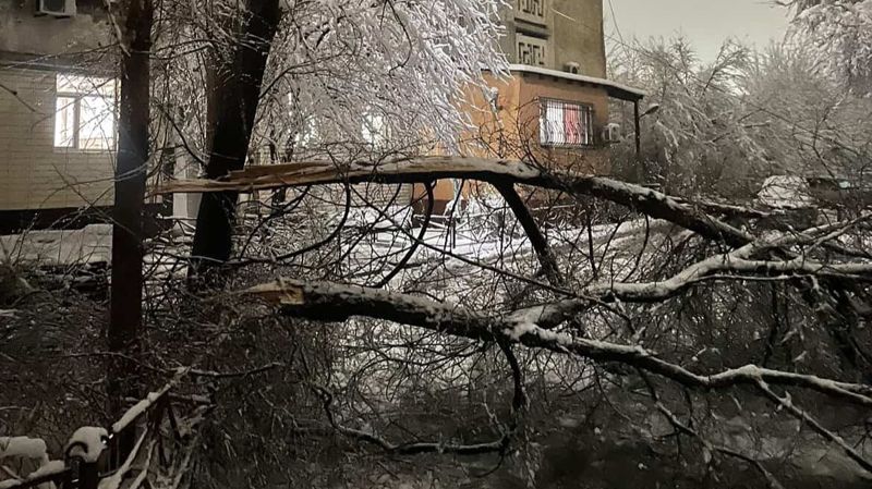 Ребёнка убила упавшая ветка в Шымкенте: в акимате сделали заявление