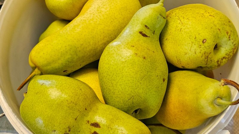 Урожай груш в ведре