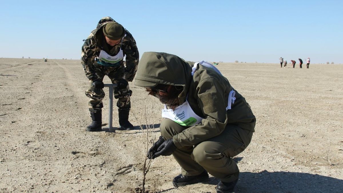 Посадки саксаула на высохшем дне Аральского моря
