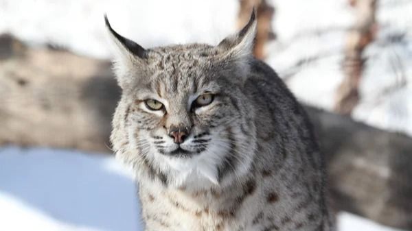 Сбил рысь и скрылся: в Акмолинской области ищут водителя