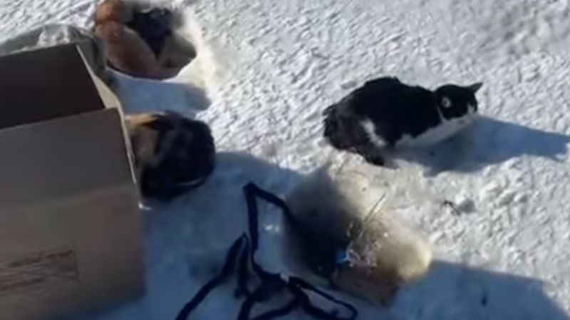 В Семее на мороз выбросили десятки кошек: часть животных погибла