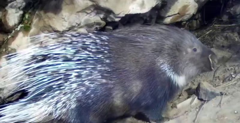 Редкие индийские дикобразы попали в кадр в горах Алатау