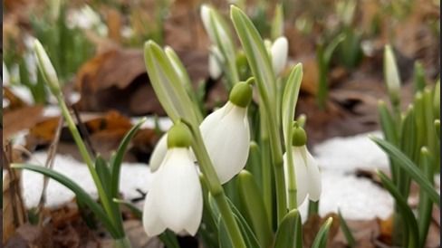Подснежники зацвели в ботаническом саду Алматы