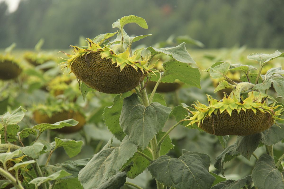 Подсолнечник, подсолнухи