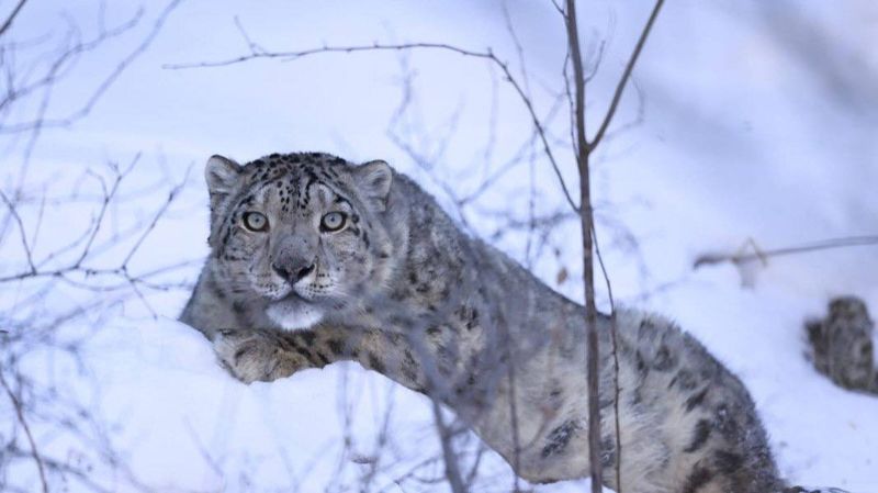 В горах Алматы снежного барса взяли под спутниковый контроль
