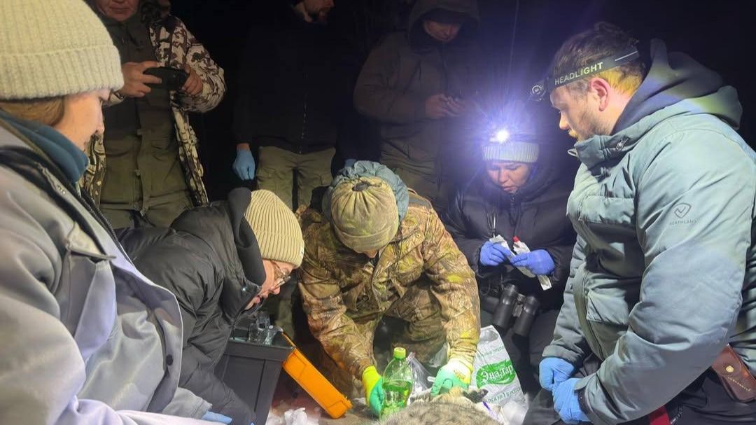 снежного барса взяли на контроль 