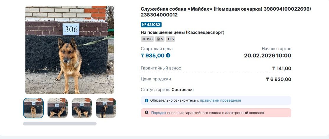 Продажа собак