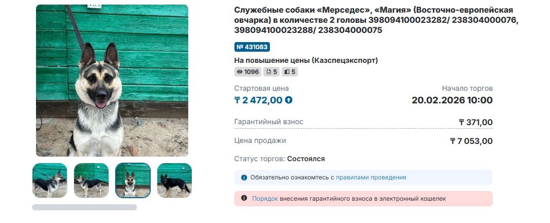 Продажа собак