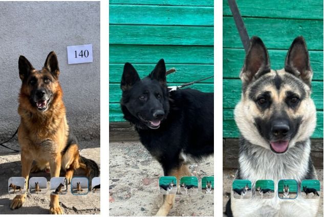 Майбах, Мамон и Магия: казахстанцы выкупили у КНБ собак 