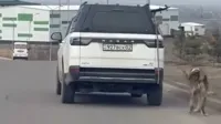 В Алматы водитель внедорожника привязал собаку к машине и протащил её по дороге