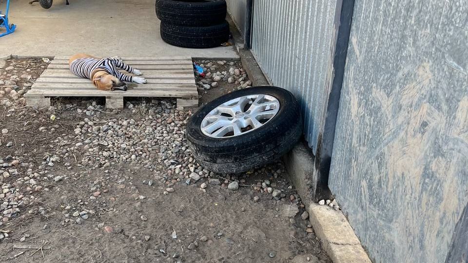 Пёс по кличке Брат лежит на деревянных досках в полосатой кофте с простреленной головой 