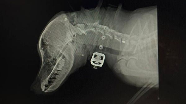 Рентген головы и шеи собаки: в мягких тканях видны металлические фрагменты, похожие на пули