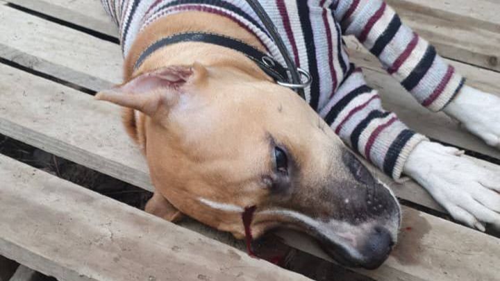 "Он доверял людям": домашнего пса застрелили в упор в Алматинской области