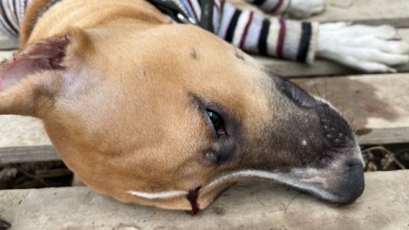 Пёс по кличке Брат лежит на деревянных досках в полосатой кофте с простреленной головой