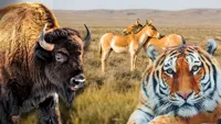 Тигры, бизоны, а кто ещё: каких редких животных выпускают в степи Казахстана и планируют ли привозить ещё 