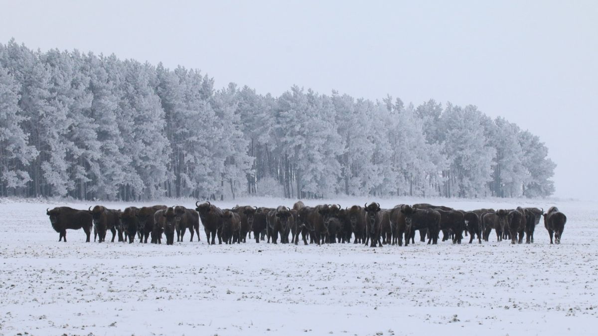 Зубры, Беловежская пуща