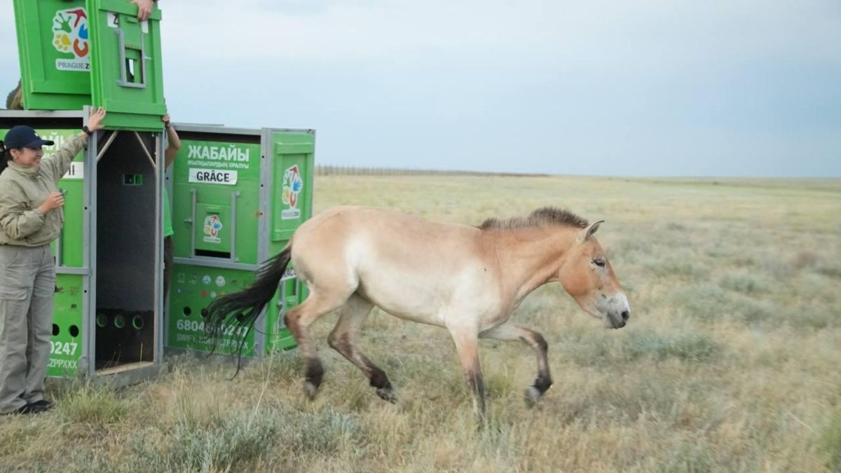 Лошадь Пржевальского, Алтын Дала