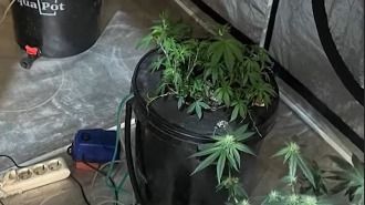 Наркоплантация в арендованном доме: в Алматы задержали двоих подозреваемых