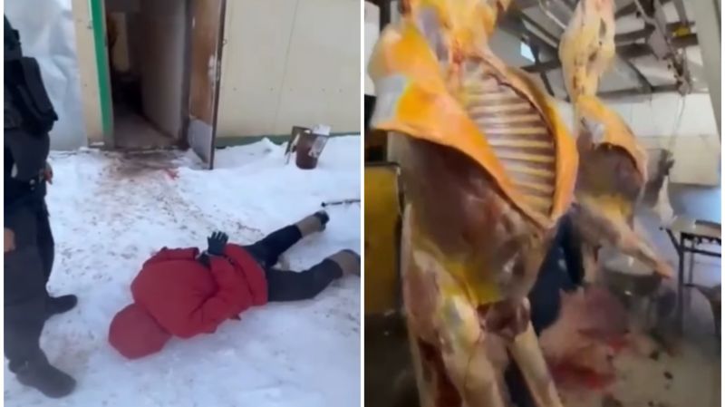 Зарезал семь лошадей и обменял на машину: в ЗКО задержали скотокрада