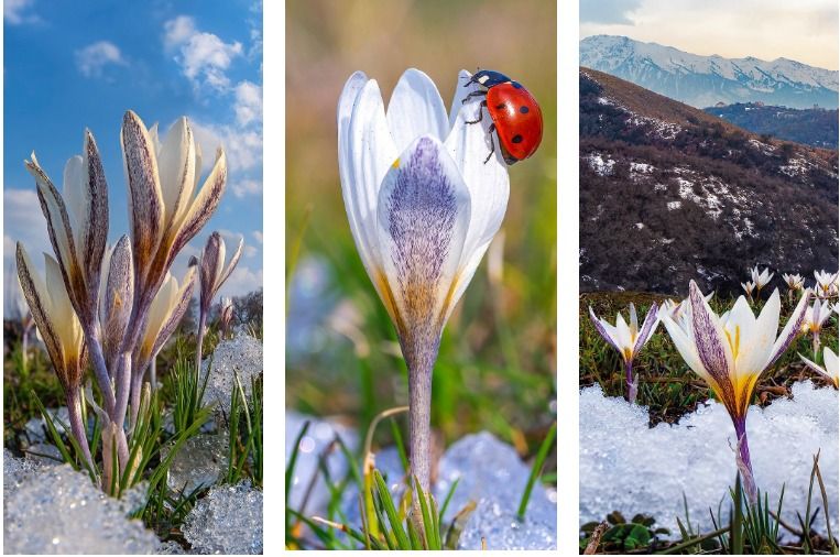 Букет алатауских подснежников подарил казахстанкам известный фотограф 