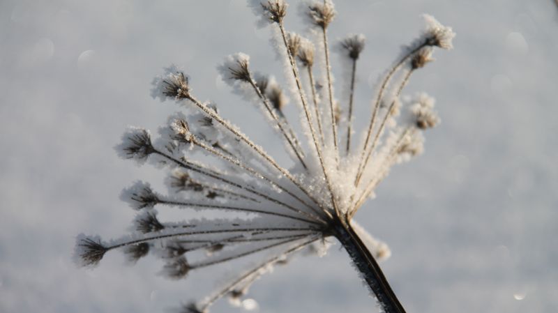 Где в Казахстане будут трещать морозы в ближайшие дни, рассказали синоптики.