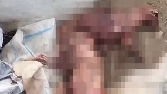 Жуткая находка в Алматы: освежёванные трупы животных выбросили на помойку 