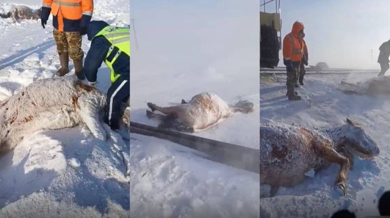 Поезд сбил табун лошадей в Акмолинской области 